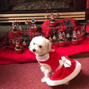 Meet your Posher, Liz